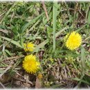 안산천1 이미지