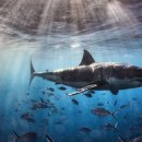 바다동물약국 이미지