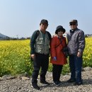 산방산의봄 이미지