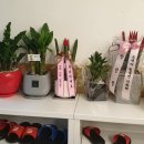 에이펫(A-PET) 이미지