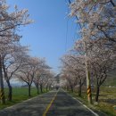 전국 진달래 3대명산,창원 천주산 참꽃밭을 누비다. 이미지