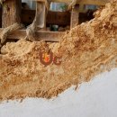 ㈜자연과생명 이미지