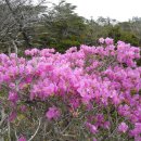 한라산 선작지왓 이미지