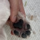 닥터 홍 동물병원 | 강아지 보습크림 추천｜동물병원 애견미용사가 직접 사용해본 후기(닥터힐메딕스 아토고 하이포 크림)