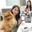 우리집 강아지 이미지