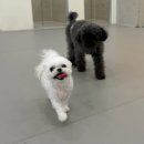 동그라미유치원 | [잠실/방이] "놀러오개 송파점" 세번째 등원 후기 | 애견유치원