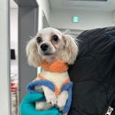 영주시단산면보건지소 | 경북 영주 믹스견, 영주 믹스견, 단산면 보건지소…앞 배수로에 빠진 슬픈 눈망울기적을 기다립니다...