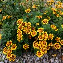 메리골드 이미지