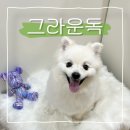 그라운독 | 당산애견미용 그라운독 가위컷 후기
