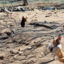 맥타가트 농장 이미지