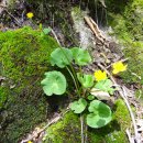 풀잎마을 이미지