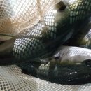 중해레저낚시터 이미지