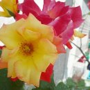 고운드림 이미지