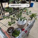 수원-0701 | 용인 남사화훼단지 예삐플라워아울렛 방문 후기｜식물 쇼핑 &amp; 분갈이 가격 정보