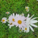 부흥목장 이미지