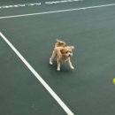 반려견 2호점 이미지