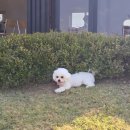 댕그라운드 | 청주 댕그라운드 애견카페 후기