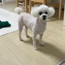 모찌펫살롱 이미지