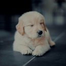 김포씨엘동물의료센터 이미지