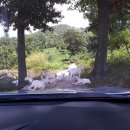 해원목장 이미지