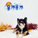 몽개몽개 애견미용실 이미지