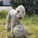 어화둥둥 내강아지 이미지