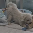 인형세상 | 강아지삑삑이장난감 고민 끝! 푸메 강아지인형 곰돌이 재구매 후기