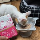 경기한펫 네이버블로그