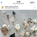 데일리멍 애견유치원, 애견호텔 이미지