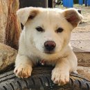 코기절미 이미지