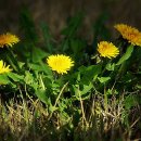 하얀민들레 이미지