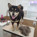 설 grooming 이미지