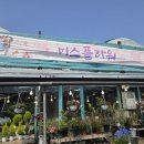 남양주 꽃집 미스플라워 선인장 야생화 입양 후기 전국택배 가능