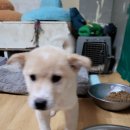 달봉이네 이미지