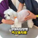 한걸음 동물병원 이미지