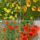 효석문학100리길 제4구간 이미지