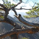 통큰딱다구리 이미지