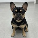 길음동물병원 | 고관절 아탈구로 못 걷던 강아지, FHNO 수술로 다시 걷기까지, 길음미아동물병원, N동물의료센터 강북점