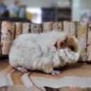 애니멀 프렌즈 이미지