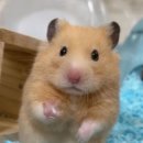 옛방망이칼국수 이미지