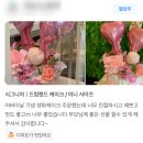 [공지] 전주 피오크와 얼리썸머의 시그니처 생화케이크ㅣ드림랜드 케이크