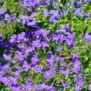 손안에 작은 꽃밭 이미지