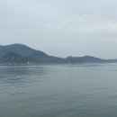 한일애견
