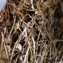 돌배 하고초 와송 칡순 금전초 민들레 으름열매 이미지