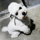 스타애견미용 이미지