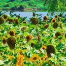 씨유논공남리점 | 대구 해바라기 명소 논공꽃단지 실시간 상황 지금 가지 마세요
