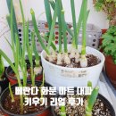 감상마트 | 마트에서 산 대파 한단 베란다 화분에서 다시 키우기 리얼 후기