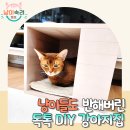 오늘도 고양이처럼 고씨네 하우스 | 고양이 강아지하우스 고민 끝! 직접 만드는 독톡 강아지집DIY 10분 만에 완성했어요