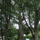 경남 거창 연수사 은행나무 이미지