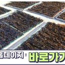 기장유가
